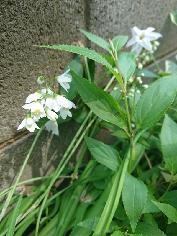 f:id:hx2:20190419100627j:plain f:id:hx2:20190419100627j:plain