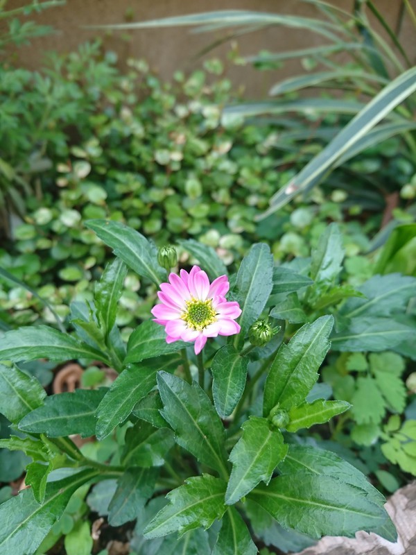 f:id:hx2:20190419101902j:plain f:id:hx2:20190419101902j:plain