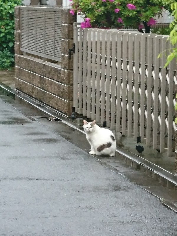 f:id:hx2:20190430073136j:plain f:id:hx2:20190430073136j:plain