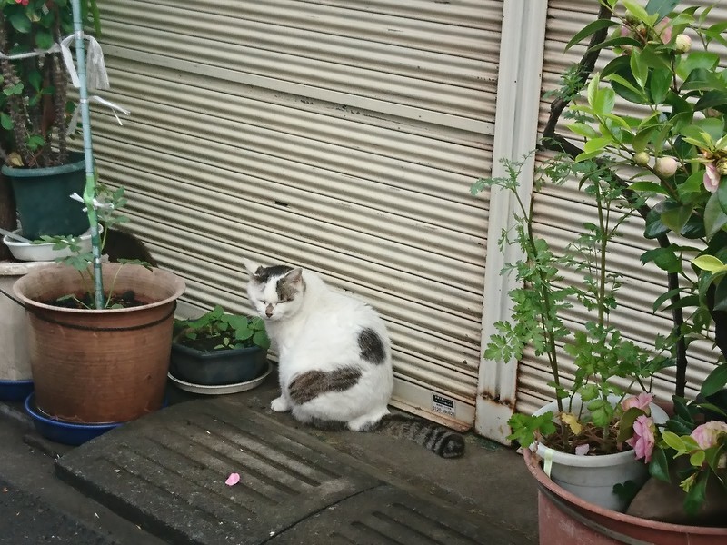 f:id:hx2:20190501072852j:plain f:id:hx2:20190501072852j:plain
