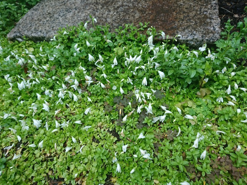 f:id:hx2:20190502111102j:plain f:id:hx2:20190502111102j:plain