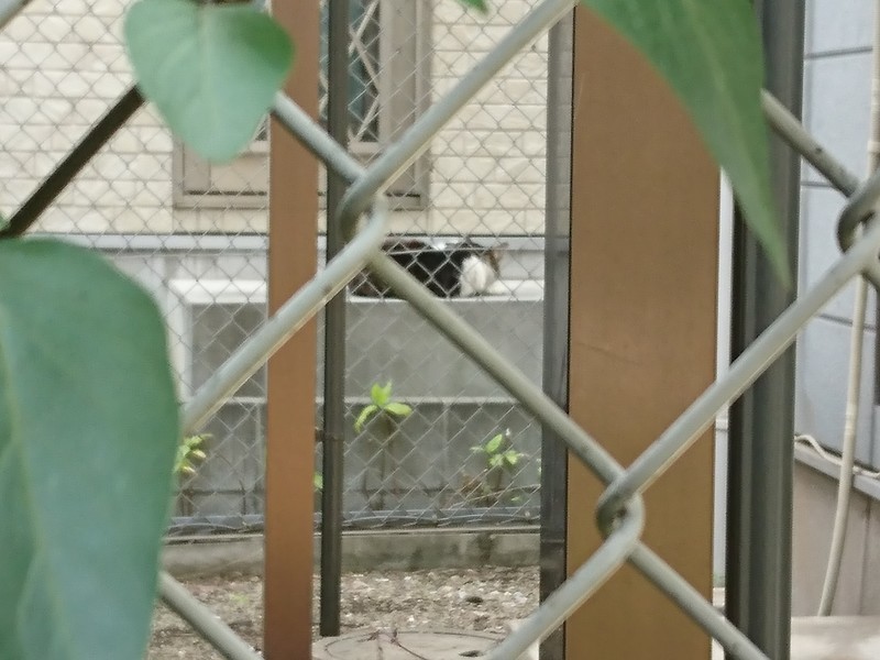 f:id:hx2:20190505132107j:plain f:id:hx2:20190505132107j:plain