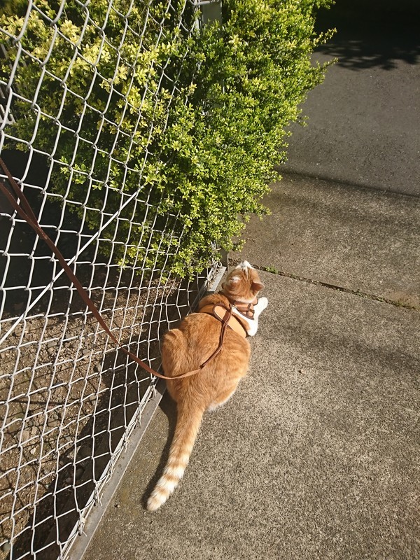 f:id:hx2:20190508075318j:plain f:id:hx2:20190508075318j:plain