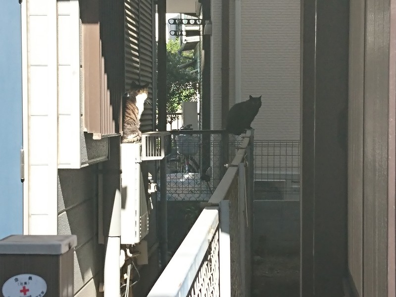 f:id:hx2:20190508081330j:plain f:id:hx2:20190508081330j:plain