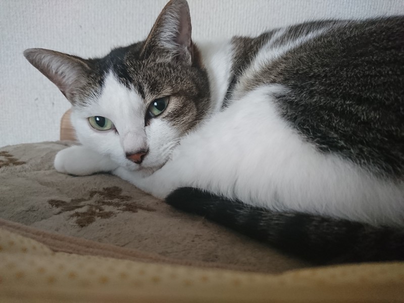 f:id:hx2:20190511155809j:plain f:id:hx2:20190511155809j:plain