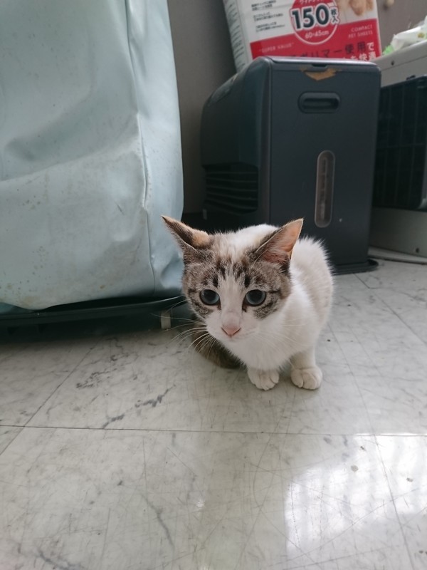f:id:hx2:20190518102308j:plain f:id:hx2:20190518102308j:plain