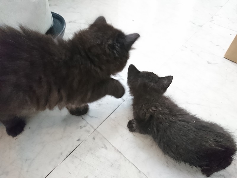 f:id:hx2:20190518103423j:plain f:id:hx2:20190518103423j:plain