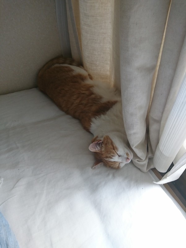 f:id:hx2:20190529154221j:plain f:id:hx2:20190529154221j:plain