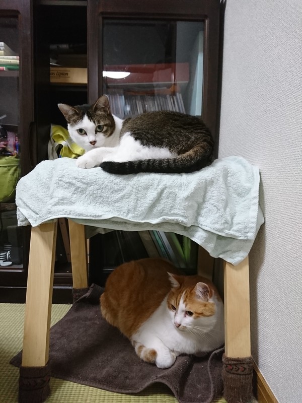 f:id:hx2:20190615204320j:plain f:id:hx2:20190615204320j:plain