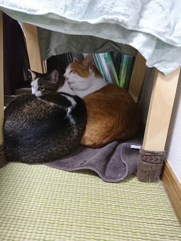 f:id:hx2:20190615214934j:plain f:id:hx2:20190615214934j:plain