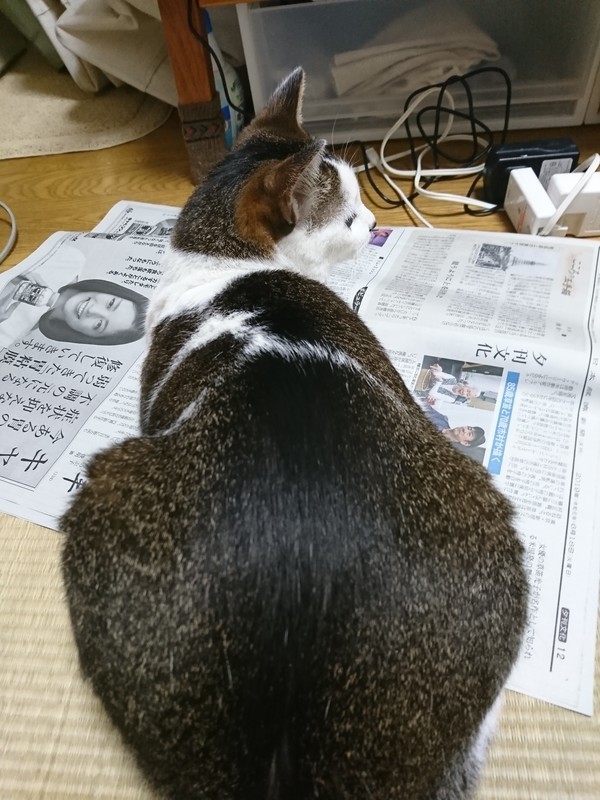 f:id:hx2:20190618224115j:plain f:id:hx2:20190618224115j:plain