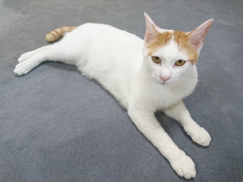 f:id:hx2:20190628150704j:plain f:id:hx2:20190628150704j:plain