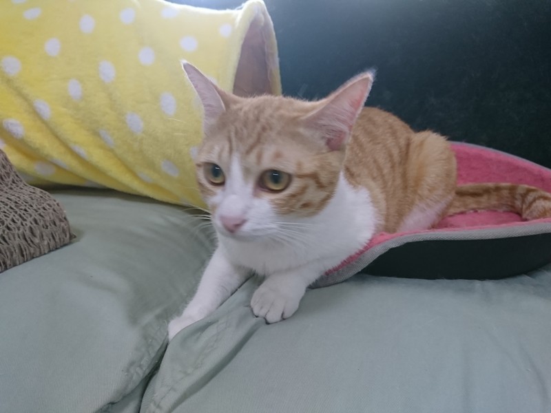 f:id:hx2:20190628150913j:plain f:id:hx2:20190628150913j:plain