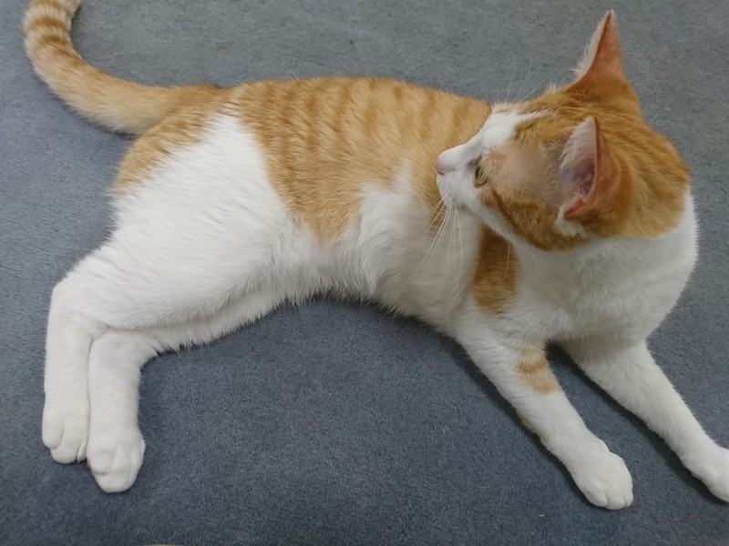 f:id:hx2:20190628151246j:plain f:id:hx2:20190628151246j:plain