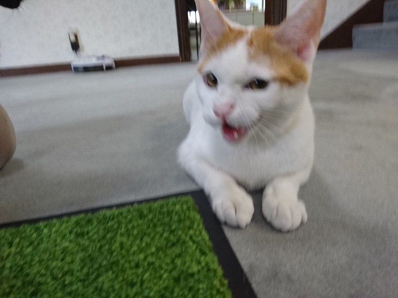 f:id:hx2:20190628154336j:plain f:id:hx2:20190628154336j:plain