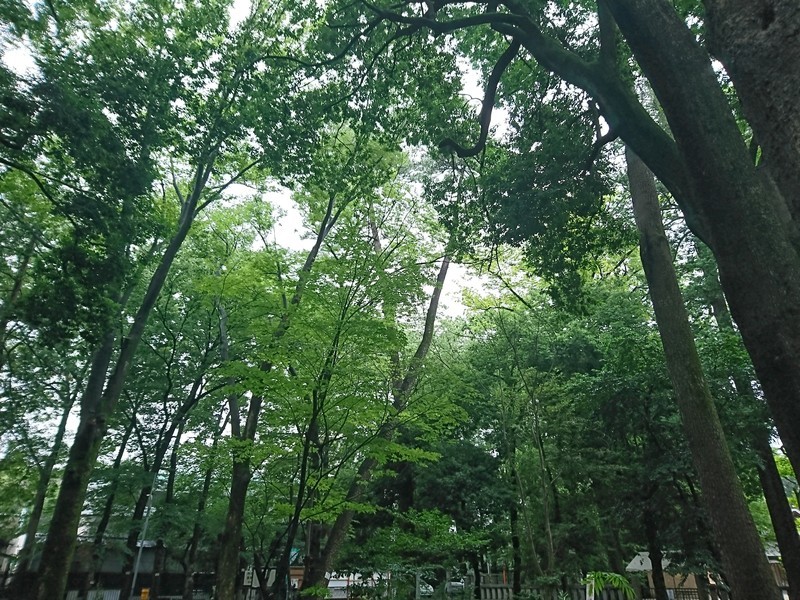 f:id:hx2:20190630110008j:plain f:id:hx2:20190630110008j:plain