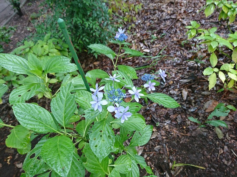 f:id:hx2:20190630110022j:plain f:id:hx2:20190630110022j:plain