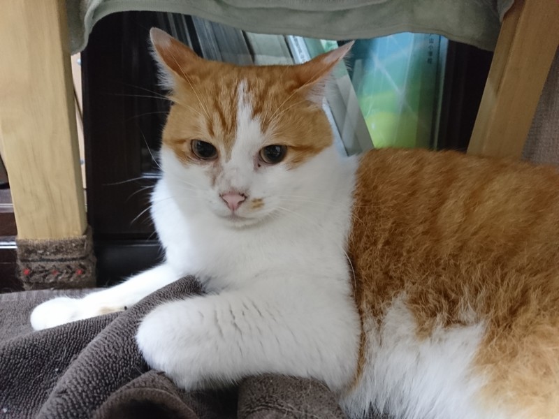 f:id:hx2:20190702195731j:plain f:id:hx2:20190702195731j:plain
