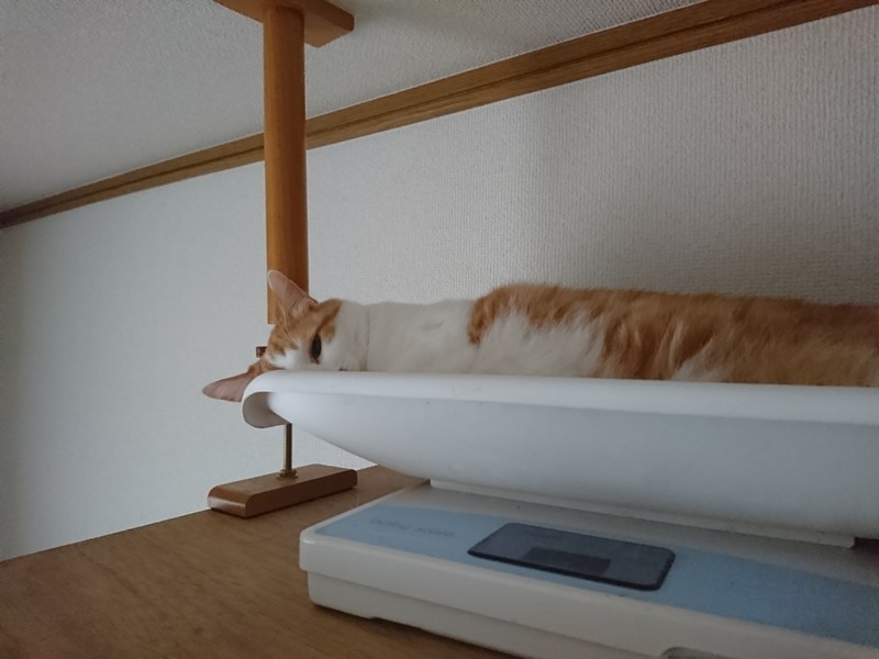 f:id:hx2:20190704073855j:plain f:id:hx2:20190704073855j:plain