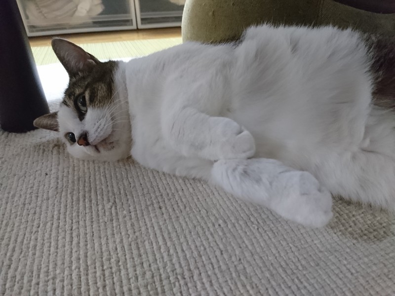 f:id:hx2:20190704190511j:plain f:id:hx2:20190704190511j:plain