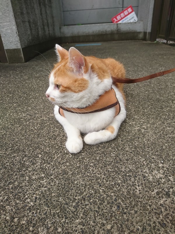 f:id:hx2:20190705100654j:plain f:id:hx2:20190705100654j:plain