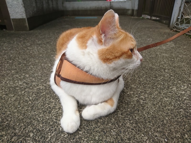 f:id:hx2:20190705100709j:plain f:id:hx2:20190705100709j:plain