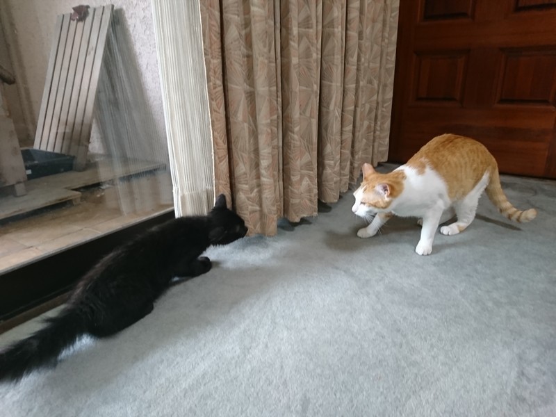f:id:hx2:20190714131716j:plain f:id:hx2:20190714131716j:plain