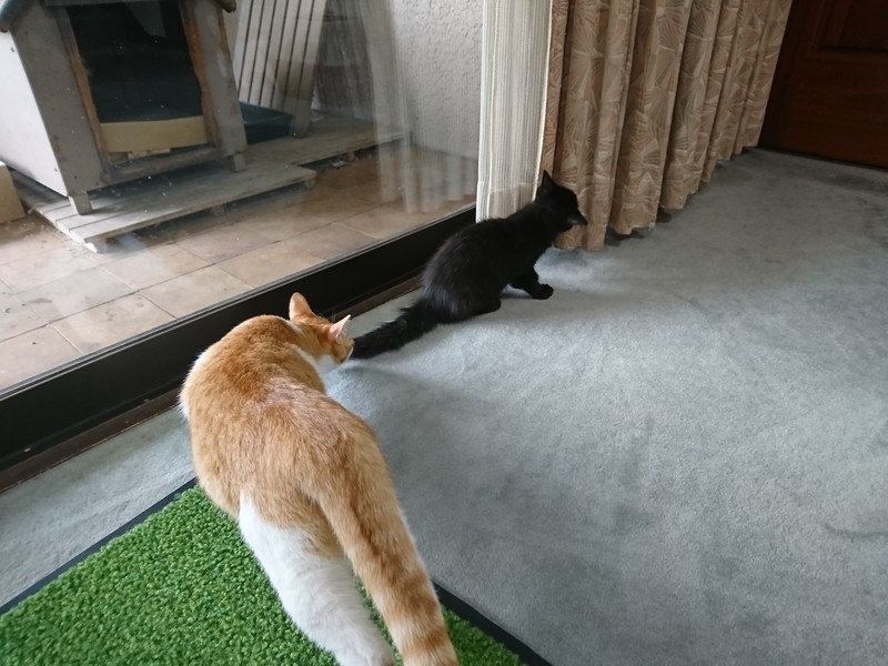 f:id:hx2:20190714131738j:plain f:id:hx2:20190714131738j:plain