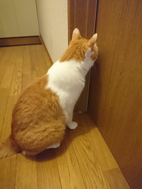 f:id:hx2:20190714195239j:plain f:id:hx2:20190714195239j:plain