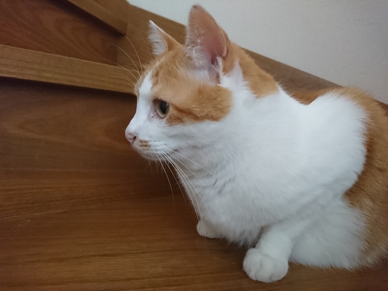 f:id:hx2:20190715125549j:plain f:id:hx2:20190715125549j:plain