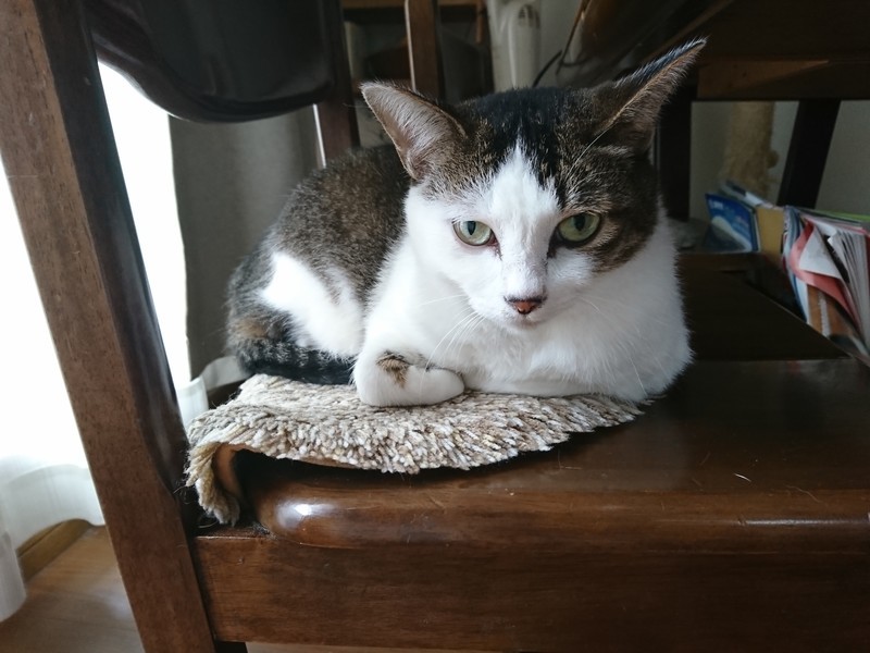 f:id:hx2:20190715151458j:plain f:id:hx2:20190715151458j:plain