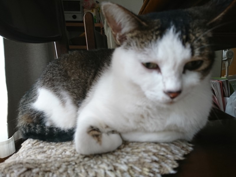 f:id:hx2:20190715151506j:plain f:id:hx2:20190715151506j:plain