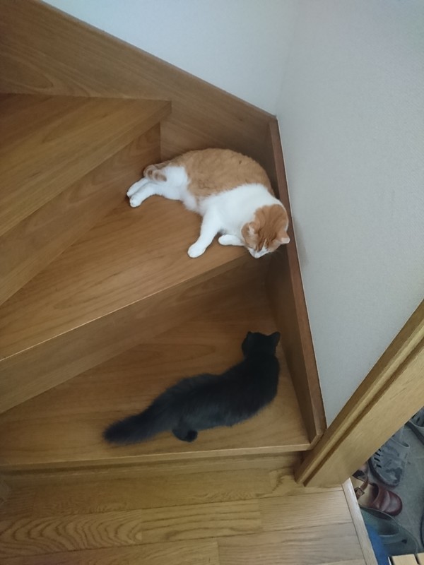 f:id:hx2:20190719083509j:plain f:id:hx2:20190719083509j:plain