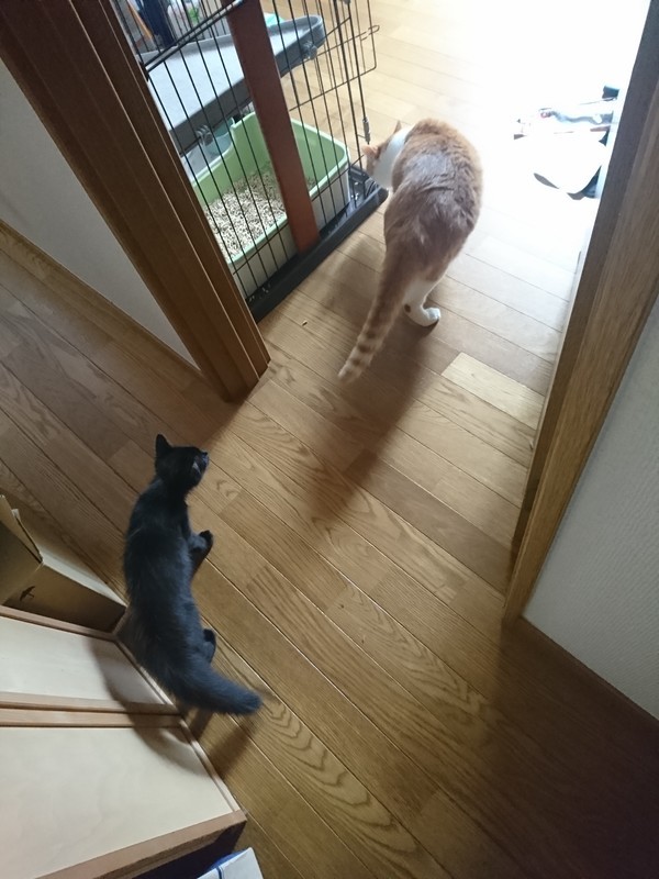 f:id:hx2:20190719083929j:plain f:id:hx2:20190719083929j:plain