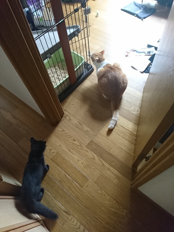 f:id:hx2:20190719083947j:plain f:id:hx2:20190719083947j:plain