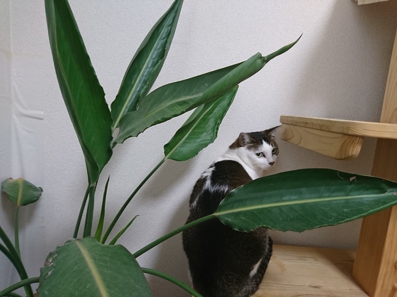 f:id:hx2:20190719164338j:plain f:id:hx2:20190719164338j:plain