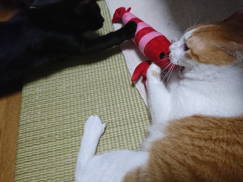 f:id:hx2:20190801211208j:plain f:id:hx2:20190801211208j:plain