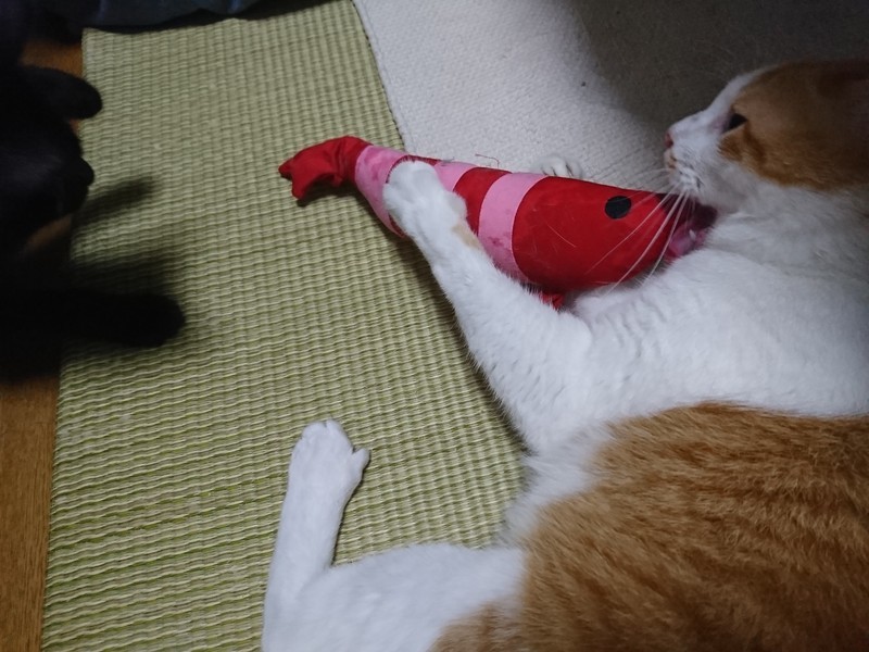 f:id:hx2:20190801211209j:plain f:id:hx2:20190801211209j:plain