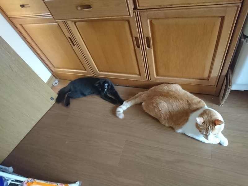 f:id:hx2:20190803055640j:plain f:id:hx2:20190803055640j:plain