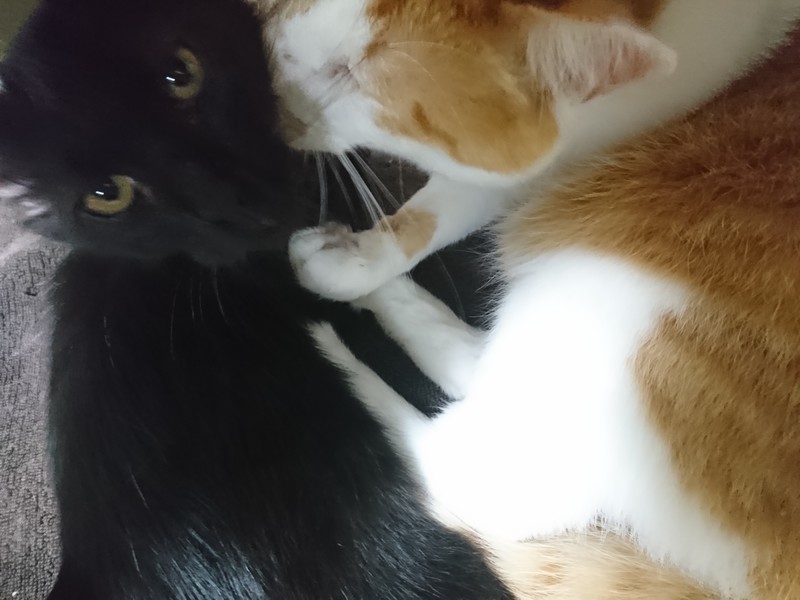 f:id:hx2:20190803215149j:plain f:id:hx2:20190803215149j:plain