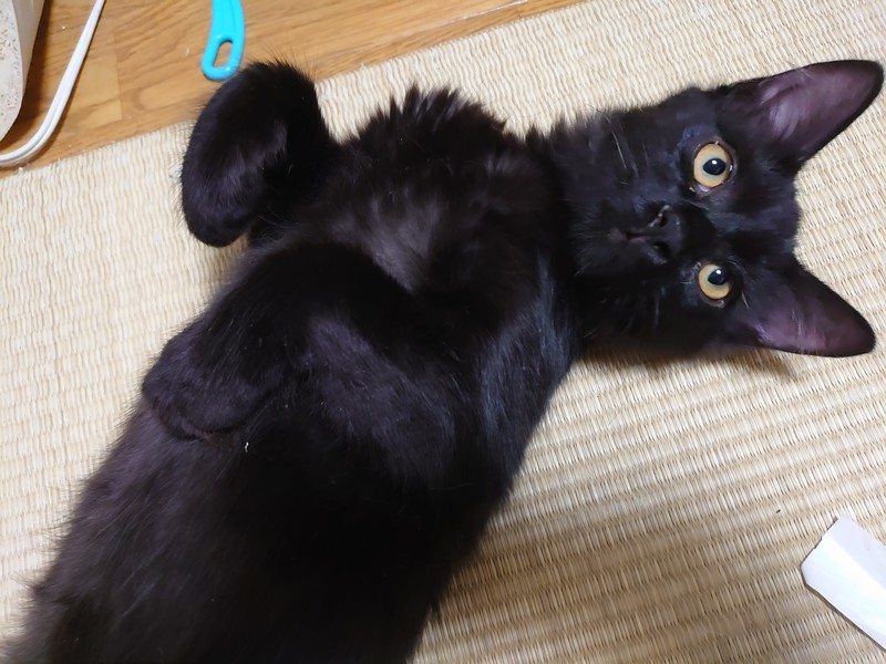 f:id:hx2:20190818201129j:plain f:id:hx2:20190818201129j:plain