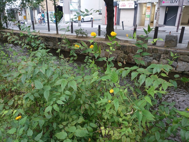 f:id:hx2:20190905160141j:plain f:id:hx2:20190905160141j:plain