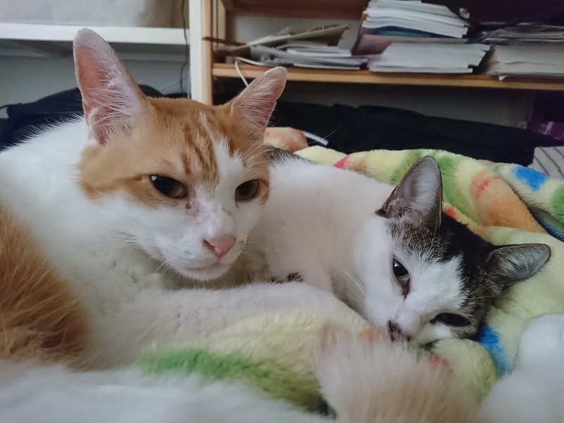 f:id:hx2:20191006175139j:plain f:id:hx2:20191006175139j:plain