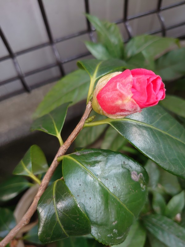 f:id:hx2:20200217145611j:plain f:id:hx2:20200217145611j:plain