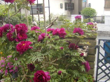 f:id:hy-ishida:20140424101956j:image f:id:hy-ishida:20140424101956j:image