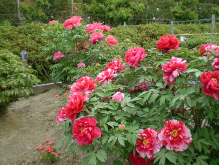 f:id:hy-ishida:20140505121121j:image f:id:hy-ishida:20140505121121j:image