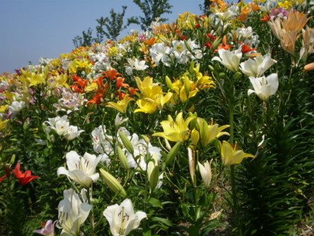 f:id:hy-ishida:20140621120927j:image f:id:hy-ishida:20140621120927j:image