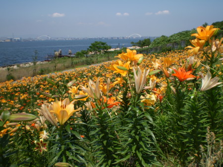 f:id:hy-ishida:20140621120930j:image f:id:hy-ishida:20140621120930j:image