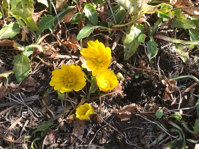 f:id:hyakusyoikki:20200204203327j:plain f:id:hyakusyoikki:20200204203327j:plain
