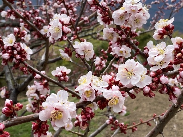 f:id:hyakusyoikki:20200327202959j:plain